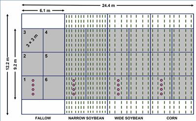 Growth and development of multiple waterhemp (Amaranthus tuberculatus) cohorts in corn and soybeans